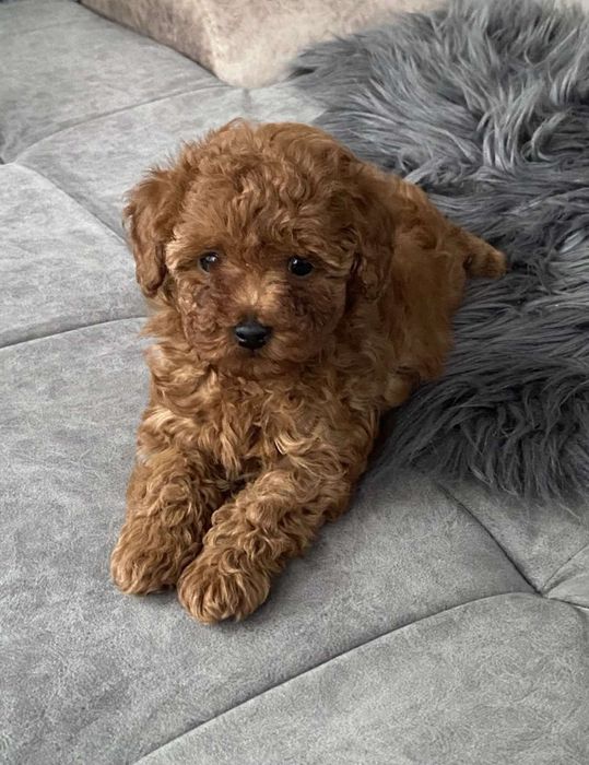 Той пудели на 2 месеца мъжко и женско