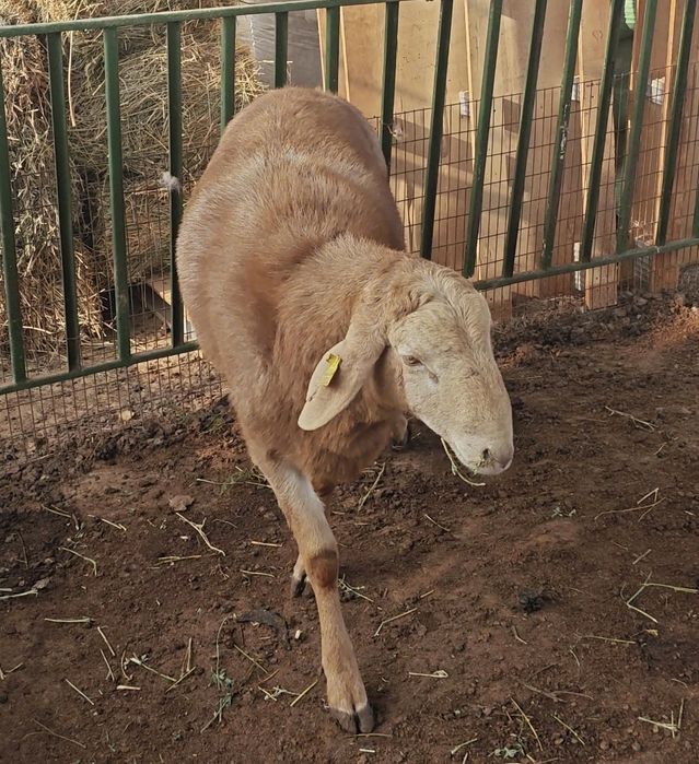 Арашан қўчқор қўй Соатилади уй шароит боқилган зотдор