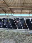 Vând tauri reproducție rasa Anerdeen Angus