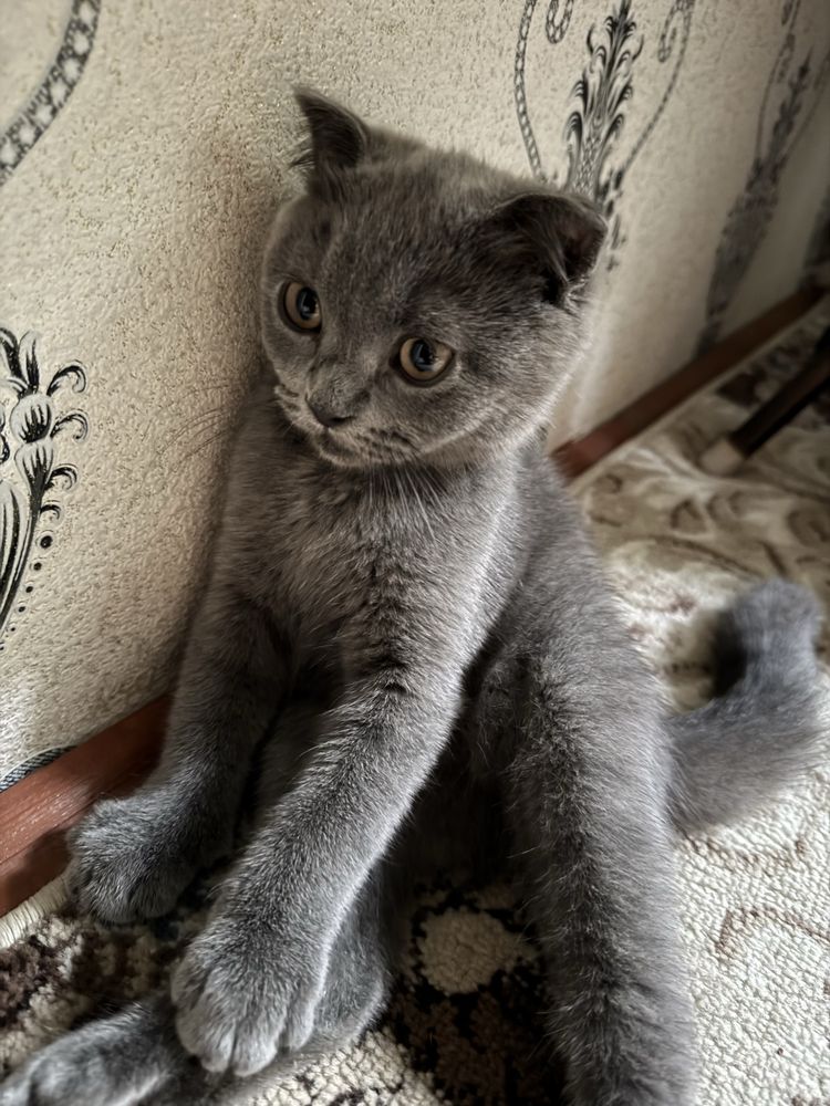 Кошка скотиш сотилади