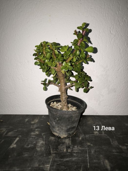 Портулакария Афра