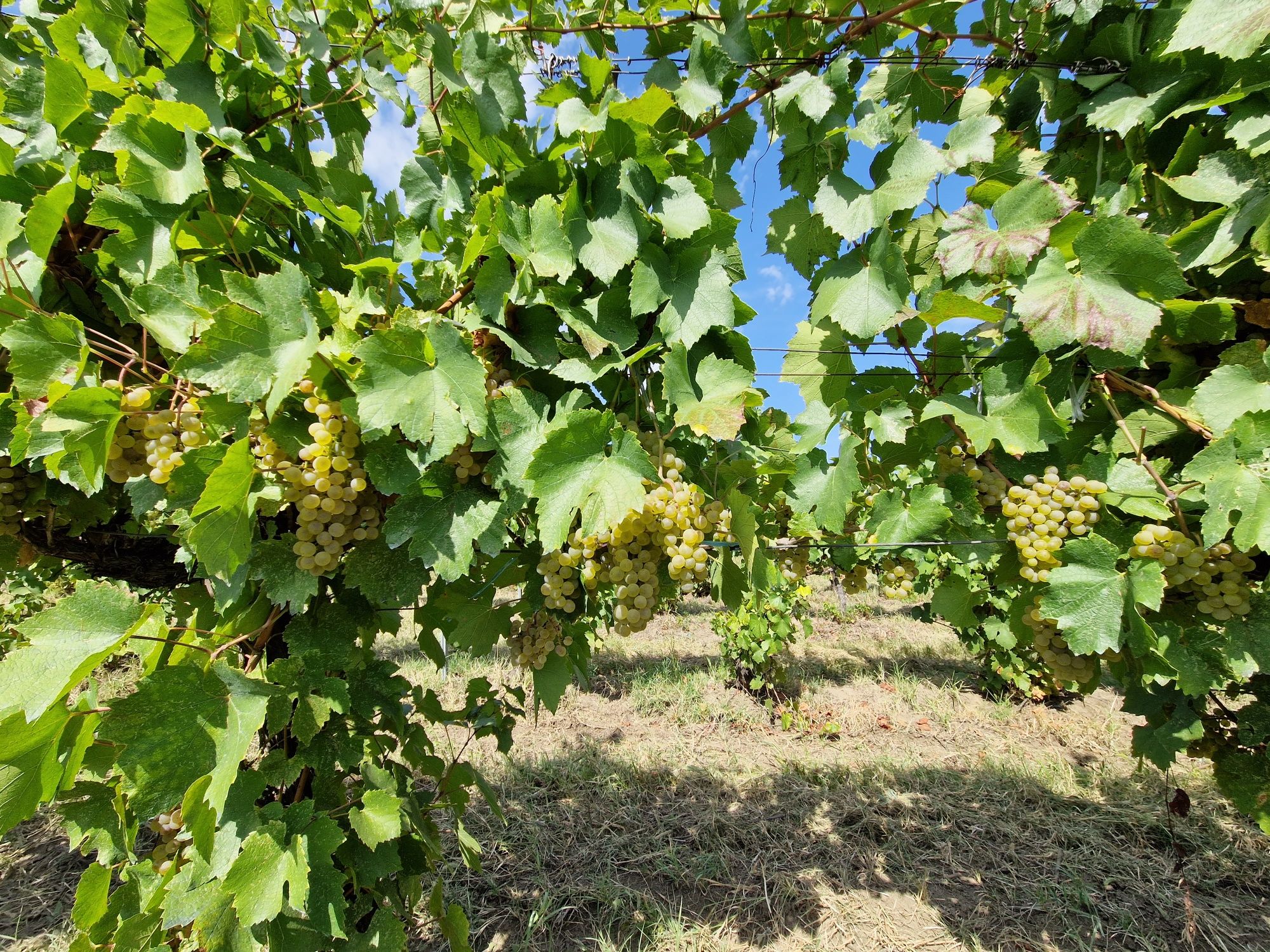 Struguri pentru vin de calitate DOC Cotesti si must direct producator