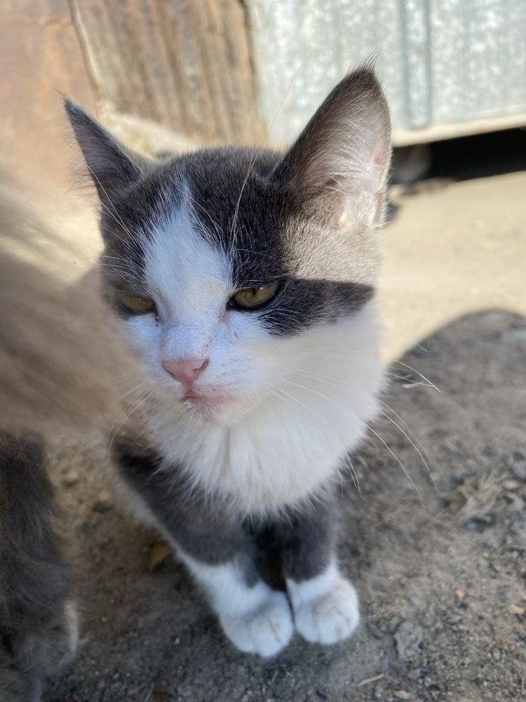 Котята, котик, котенок, котеночек
