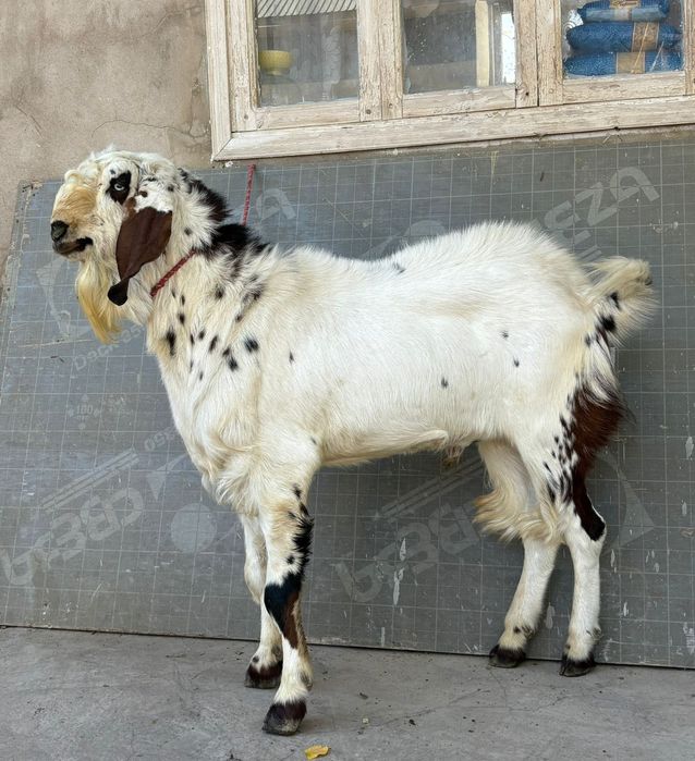 Таза битал теке 1 жасар 100% текелігі мықты Козел ешкы ешкі коза козы