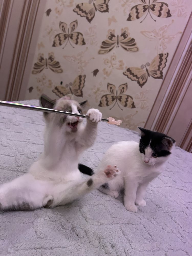 отдам  котят  даром
