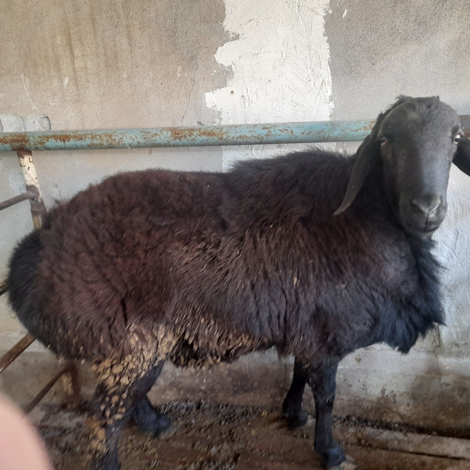 Zotor qozi qochqorla