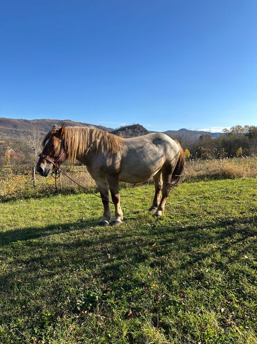 Vând 2 cai și un mânz + echipamente complete