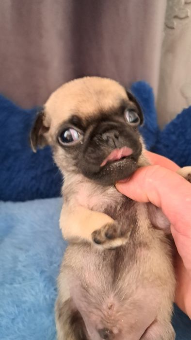 Продаю клубных щенков мопсят