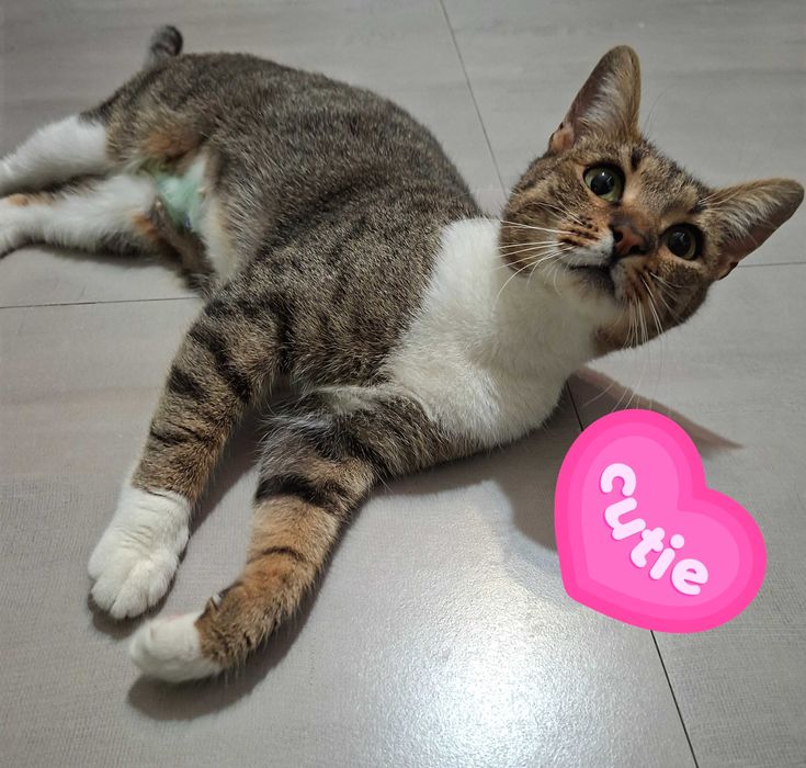 Adoptie pisica vargata Sandra