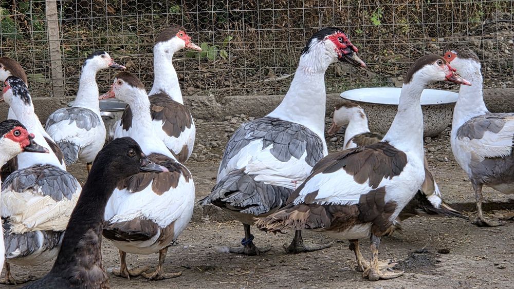 Rate lesesti (mute) cotofana. Diaponibile 2 culori