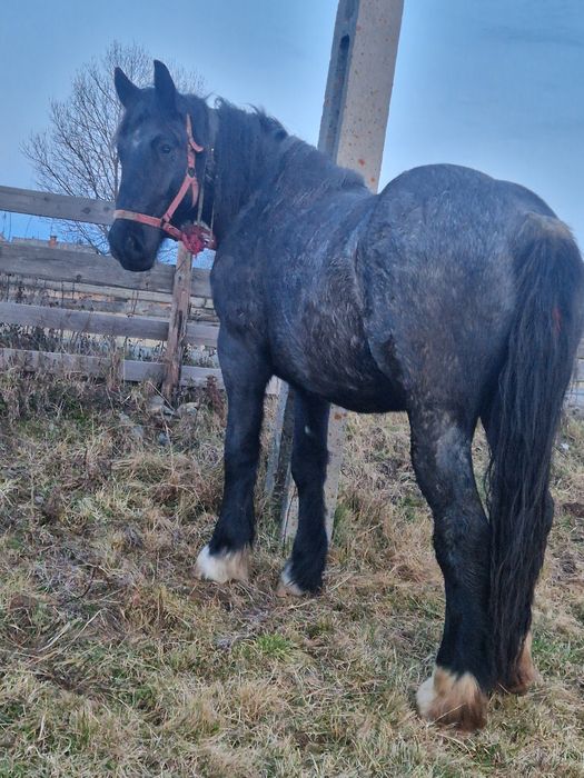 Vând mânză de 2 ani