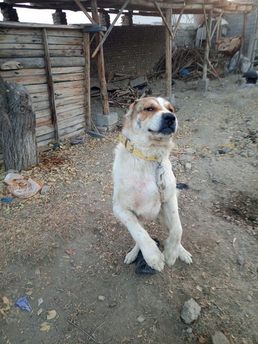 Alabay sotiladi srochni