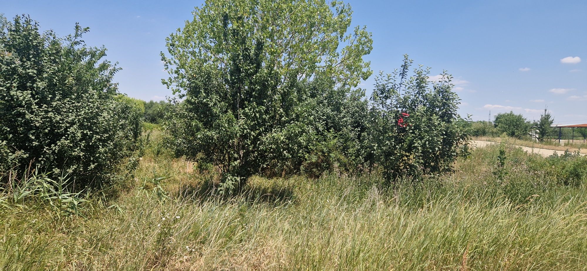 Vand teren in Buziasului 3415 mp