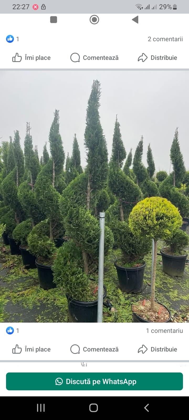 Plante ornamentale aclimatizate
