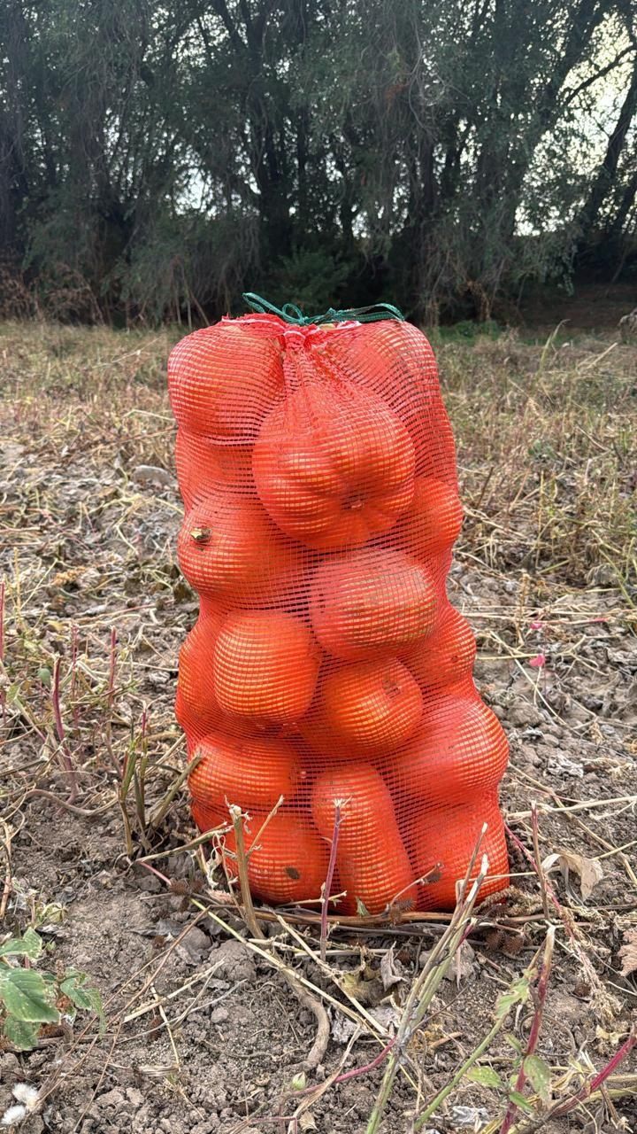 Тыква Домашний и