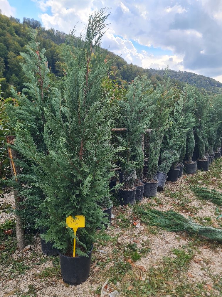 Plante ornamentale oferta de toamnă