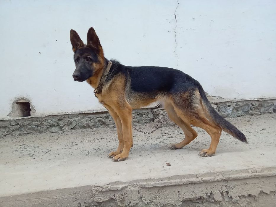 6 ойлик урғочи немецкий овчарка сотилади