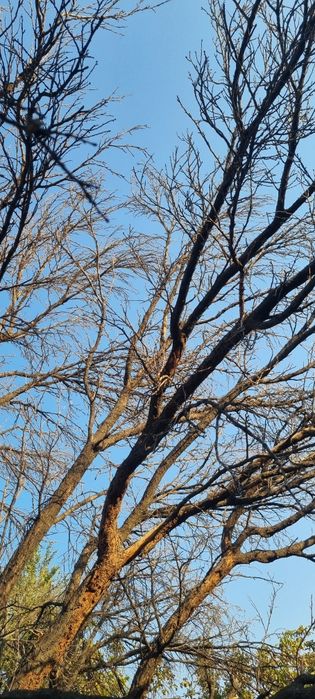 O'rik o'tin sotiladi