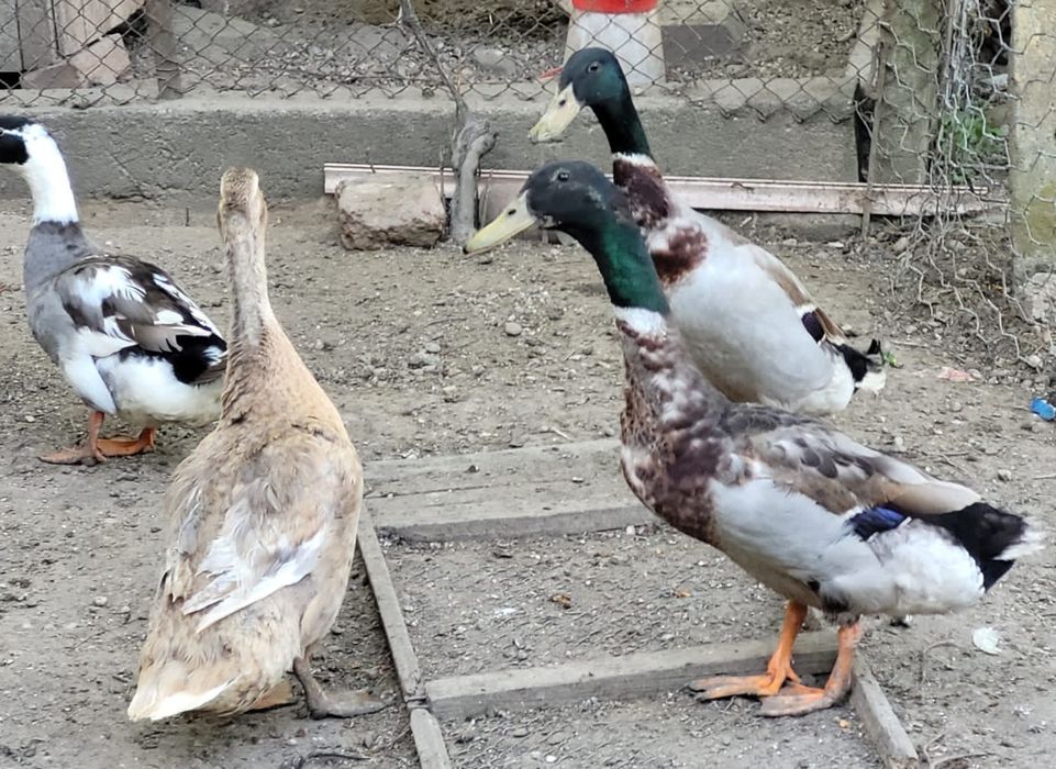 Bibilici,Rațe mute  si găini ouătoare