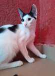 Adoptie motan alb cu negru Zian