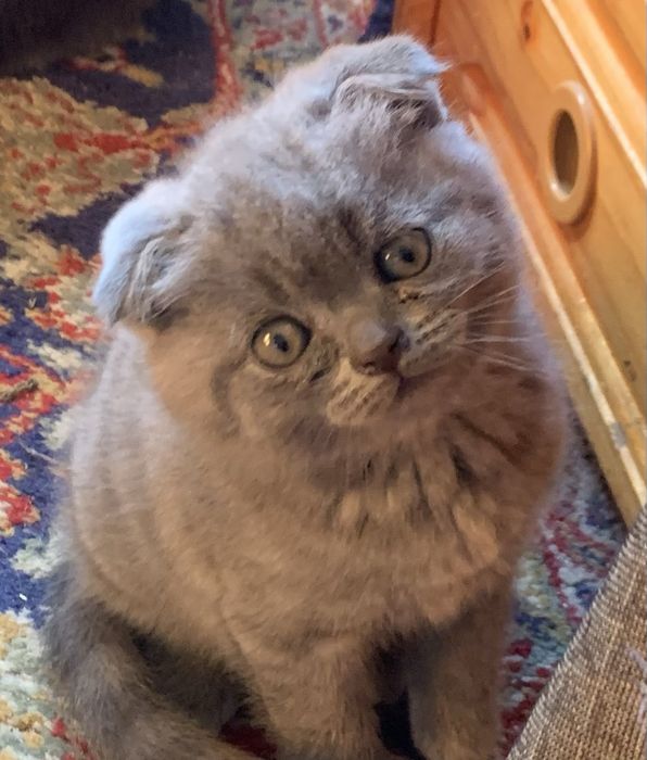 Шотландски клепоухи котенца