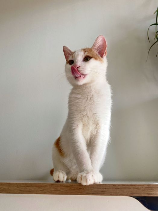 Котенце момче 2 мес