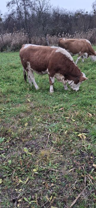 Vitea juninca montata