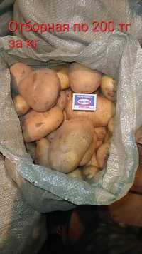 Домашняя картошка (по 75тг,125тг,200тг)