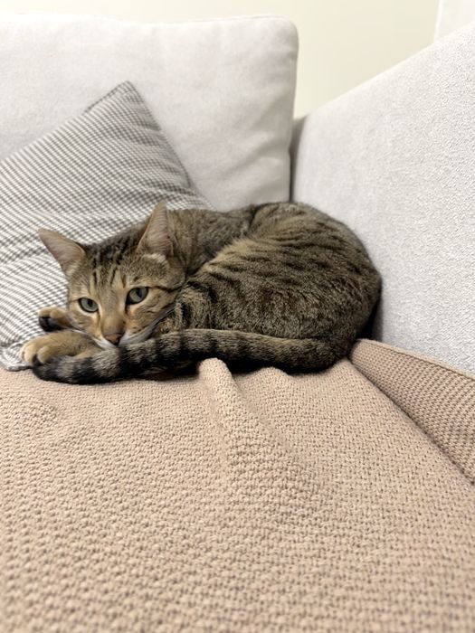 Кошка в добрые руки