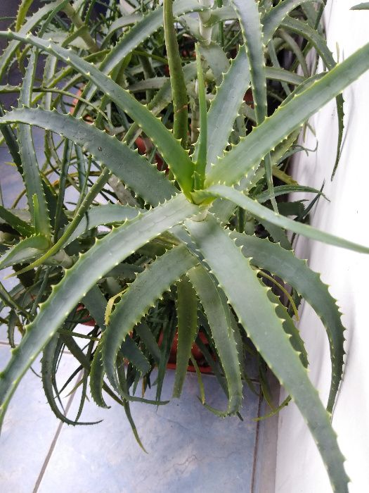 Plante inradacinate Aloe Arborescens (varietate superioara de Aloe)