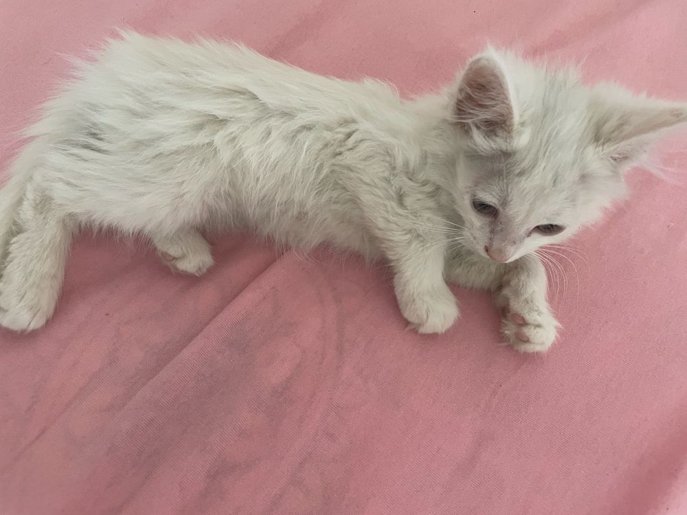 Отдам котят даром