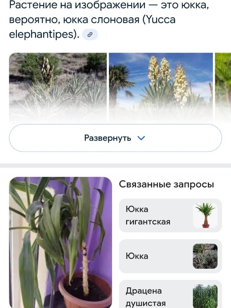 Отдам почти даром.