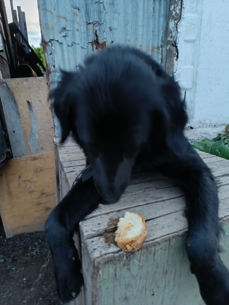 Отдадим бесплатно