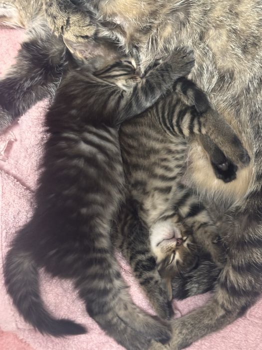 Котята (папа мейн-кун)