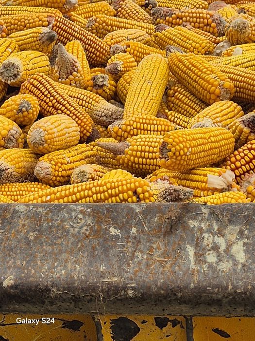 Vind cereale producție 2025