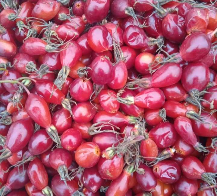 Шиповник шиповник шиповник