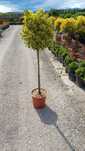 Plante ornamentale, crescute la ghiveci