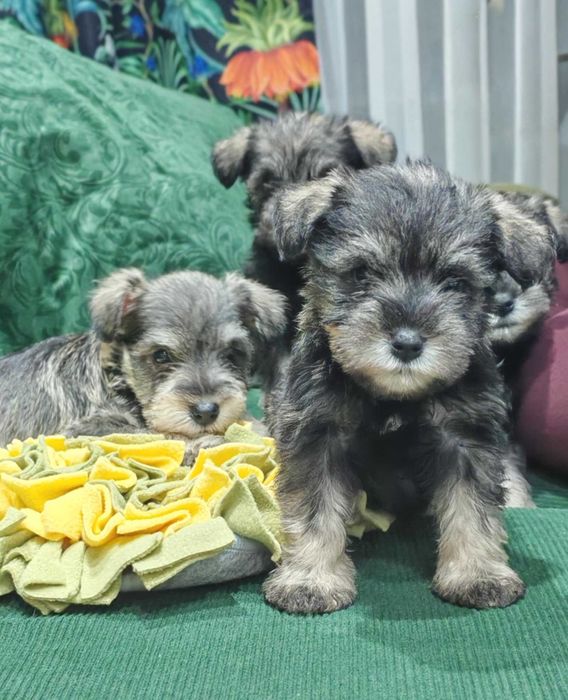 Мини шнауцер (цвергшнауцер)