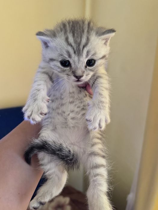 Котята скоттиш фолд