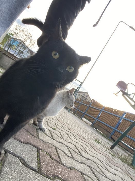 2 pisici spre adoptie