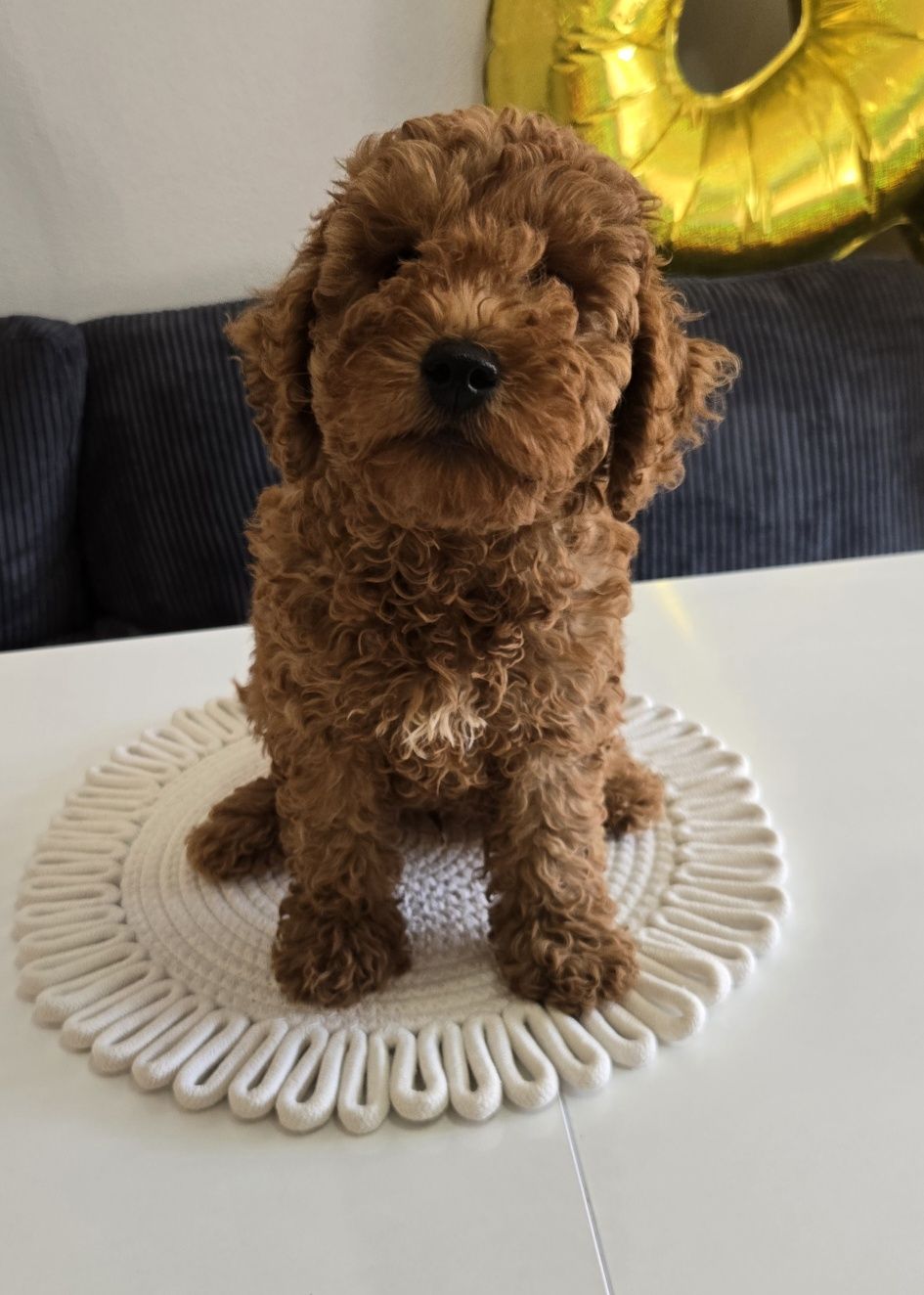 Пудел той Poodle toy с родословие мини момче