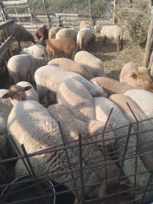 Vând miei mari 20  25 kg