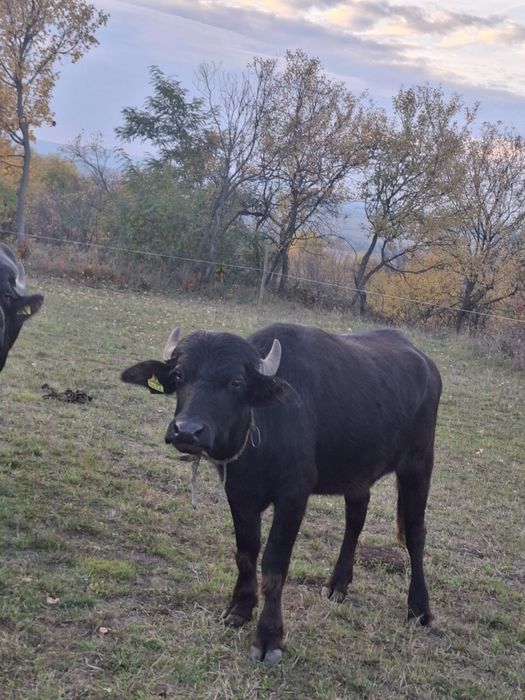 Vând jurnică de bivol