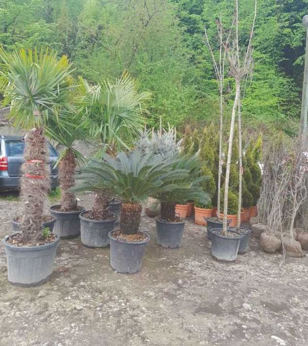 Plante ornamentale pentru grădina ta, livrare rapidă!