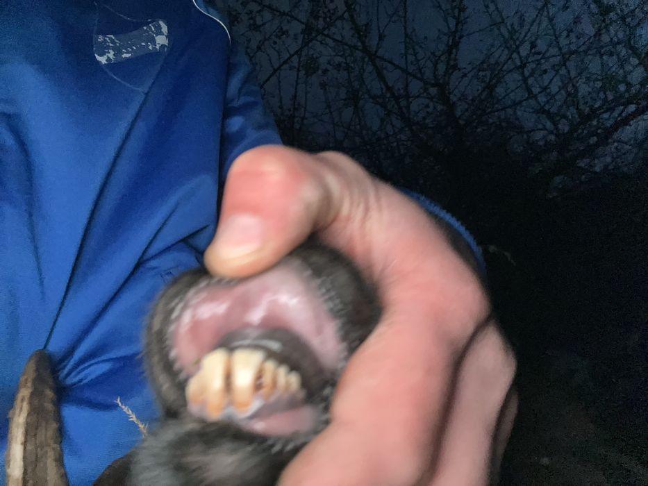 Berbecuti la prima monta