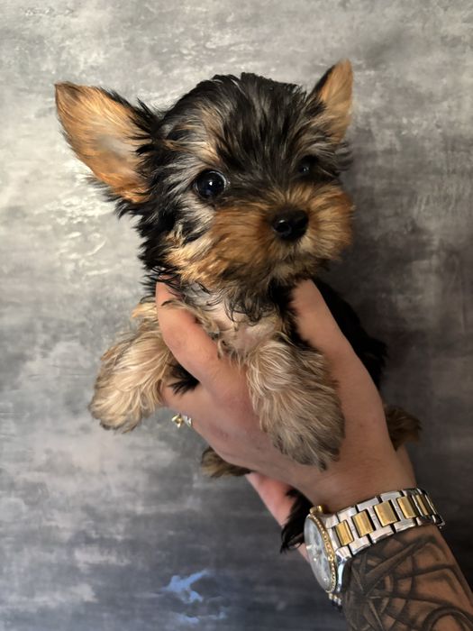 Йоркширски териери