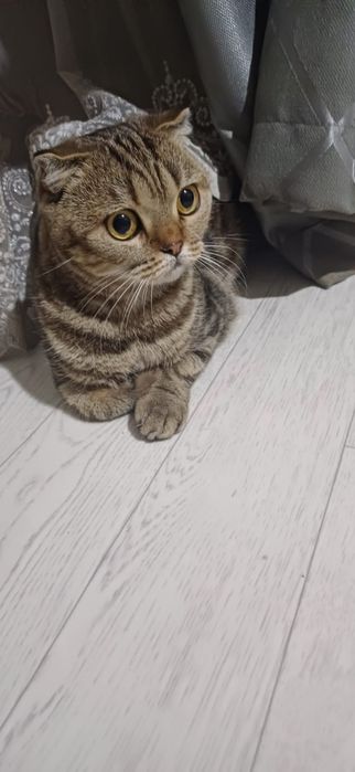 продается   британская кошка 8 месяц  самка