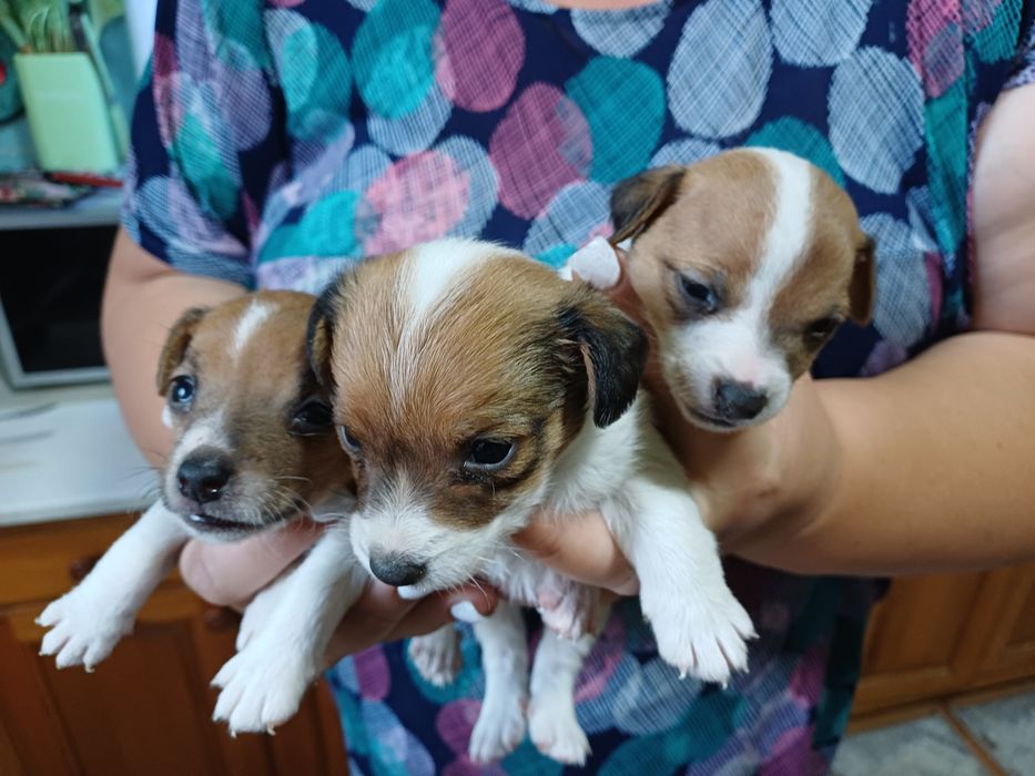 Щенки Джек-рассел-терьер