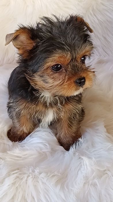 Yorkshire Terrier băiat 11 săptămâni