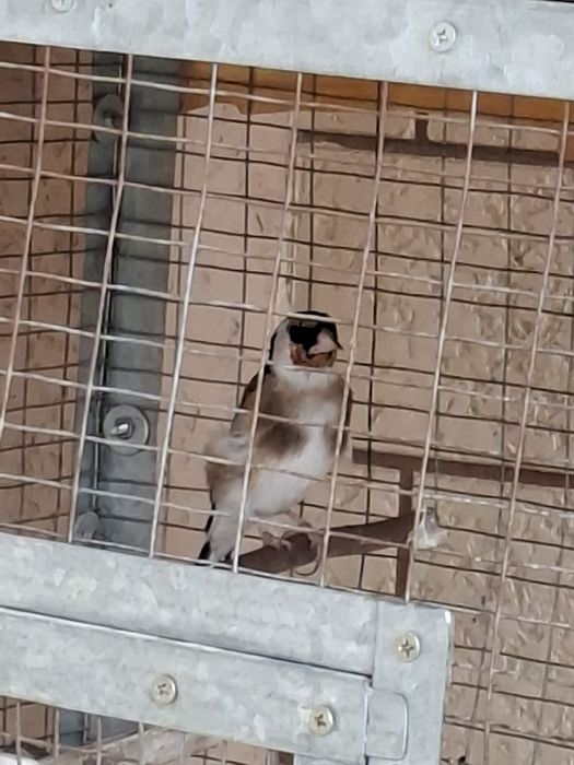 Срочно продаётся Щегол